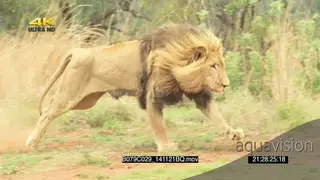 Male African lion quick turn running chase across frame SLOWMO