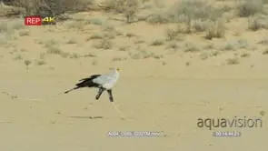 Secretary bird walking tracking shot MS