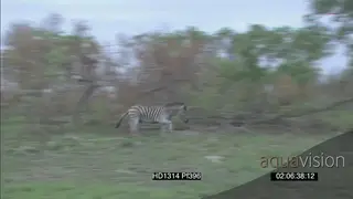 African Wild dog pack hunting stalking Zebras as Zebra charges chases wild dogs away…