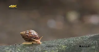 Giant African Land Snail slithering across log RAIN MS