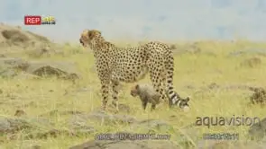 Cheetah walking with cubs in a rocky hunting mode