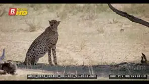 Cheetah sitting up keeping an eye on springbok kill and then lay down