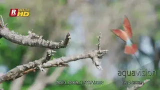 Southern carmine bee-eater hunts flying insects on a wing.