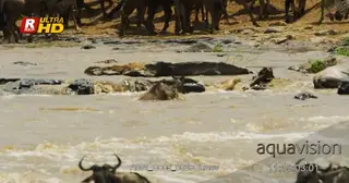 Blue Wildebeest stuck between rocks in the river, struggling to walk out.