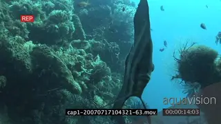 Longfin Batfish swimming on coral reef underwater in ocean MLS HAND