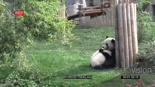 Giant Panda bear mother playing with the cub GENERAL BEHAVIOUR