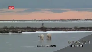 Pair of polar bears chasing each other around on frozen lake aggressive behaviour