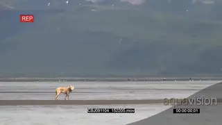 Wolf standing, looking around, searching and hunting salmon.