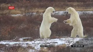 Polar bear resting nearby as pair face off aggressively fighting