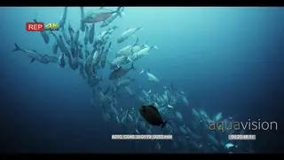 Wide slow motion shot of a huge school of bigeye trevally, bigeye jacks swirling in a…