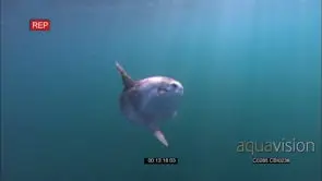 Ocean sunfish or common mola (Mola mola)