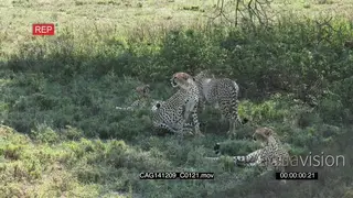 Cheetah coalition sitting and laying down on bushveld looking around LS HAND
