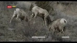 Bighorn Sheep walking grazing and standing on prairie MLS PAN
