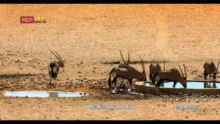 Herd of gemsbok at the waterhole showing their hierarchy status by chasing youngster away