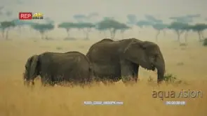 Elephants grazing on the savanna
