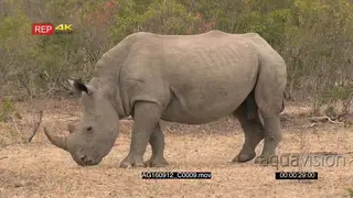 Male white rhino grazing