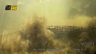 Adult Nile Crocodile attack the prey underwater, MWS.