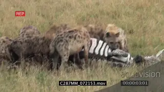 Spotted hyena clan feeding on a zebra kill