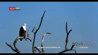African Fish Eagle sitting on a tree branch