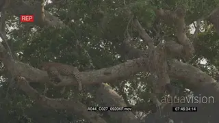 Leopards sleeping on tree LA 2S LWS