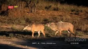 A frisky male greater kudu with its gorgeous horns follows a female around waiting for.