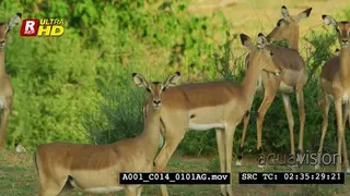 Impala herd standing and looking towards the camera.