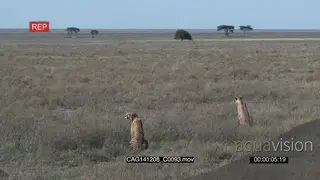 Cheetah's Lock shot, HA, Two Cheetah's sitting and looking around over the plains