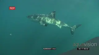A pair of Great white sharks gently swimming underwater in ocean passing by camera LS…
