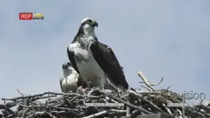 female osprey eating fish while baby looks at her in nest