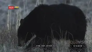 two Black Bears Searching for food o dry Veld