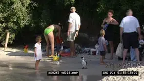 African Penguins at Boulders Beach, with beachgoers and bathers