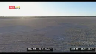 Aerial Drone shot Wildebeest in the distance walking across open veld