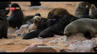 Baby cape fur seals baring their teeth, fighting, biting and being aggressive