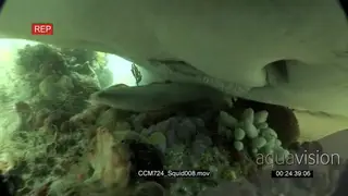 Stingray feed on Chokka Squid on coral reef underwater in ocean then swimming away.