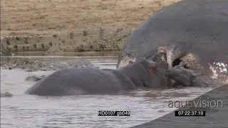 Nile Crocodiles feeding on dead hippo carcass in water as young hippo looks on.
