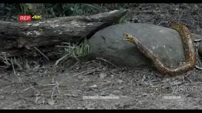 Cape cobra stalking mouse in woodland MCU