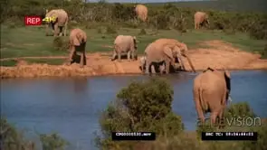 African Elephant Herd Grazing and Drinking water WS