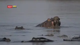 Hippo pod resting inside river and others fighting in territorial display LS