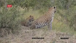 Leopard walking on bushveld then juvenile following and sitting down