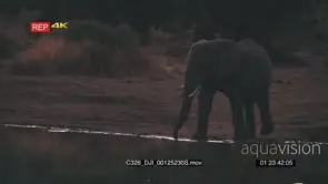 African Elephant Standing on the Riverbank Drinking water DRY