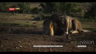 Black maned male lion drinking water