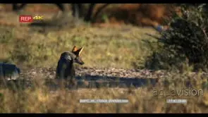 A black-backed jackal sits down on the sand and listens tentatively