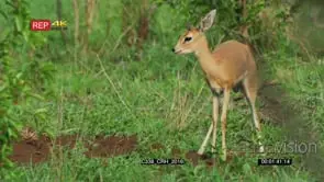 Male steenbok in the bush digging