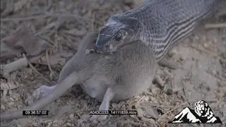 Black Mamba feeding on Mouse HA CU FOCUS PULL