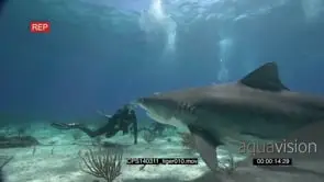 Tiger Sharks at bait bucket, swimming between Scuba Divers UW