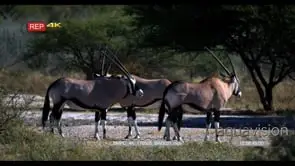 Four gemsbok standing in the bush one uses its long horns to scratch its back