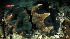 Two huge giant clams