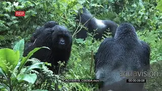 Group of Mountain Gorillas sitting in forest looking around and one walking.