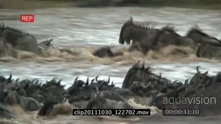 Blue Wildebeest herd migrating running from cliff to inside river then to bushveld LWS…