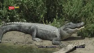 Alligator Basking on the Riverbank with a flock of Roseate Spoonbills sitting on the tree.